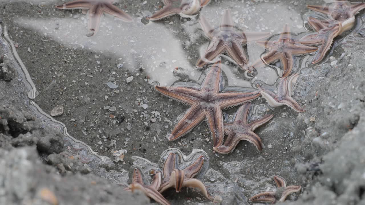 estrellas de mar en la arena y el agua del océano