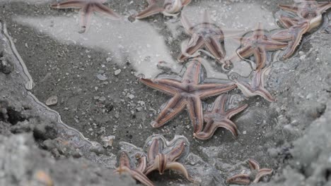 sea starfish in the sand and ocean water