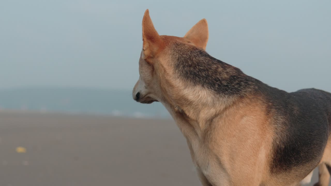 un perro se está divirtiendo en la playa mientras mira hacia el océano