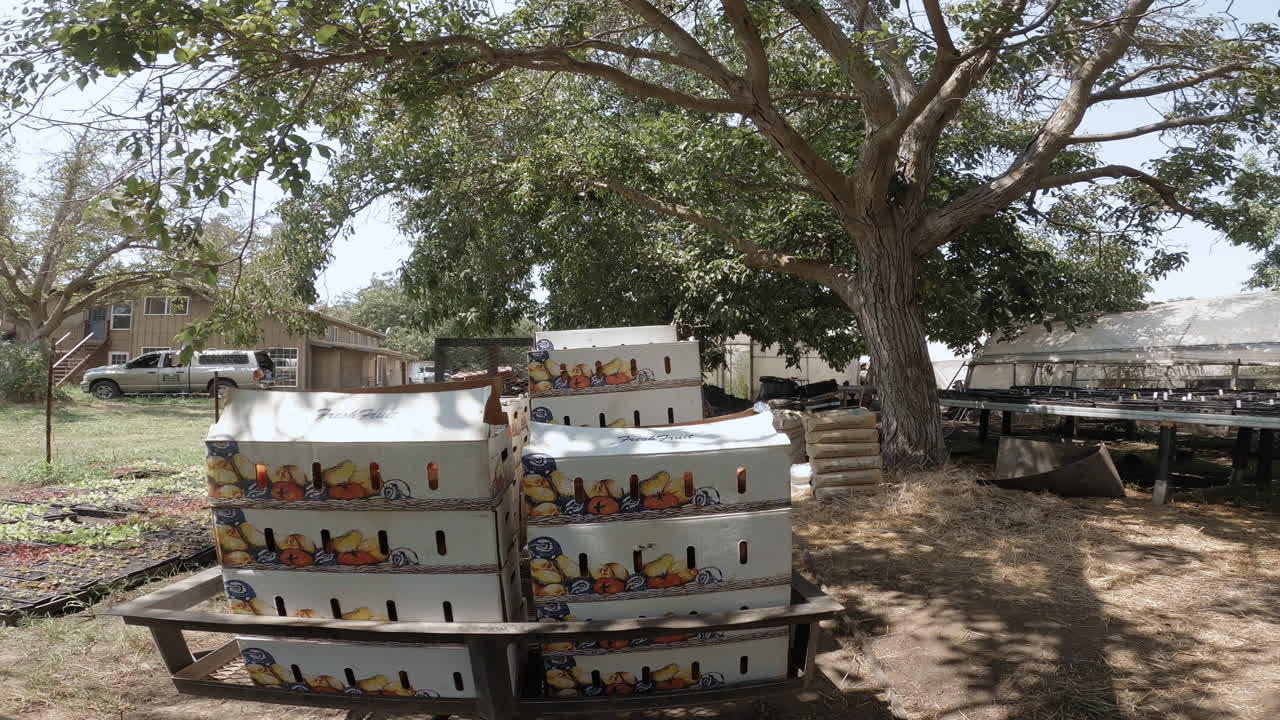 신선한 유기농 토마토 과일이 운송되는 상자로 가득 찬 트레일러