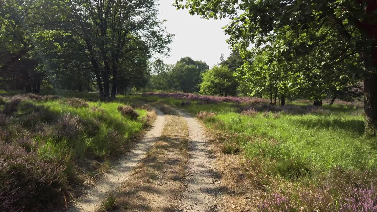 in bicicletta attraverso la brughiera in fiore nel parco nazionale de meinweg, paesi bassi, filmati 4k60