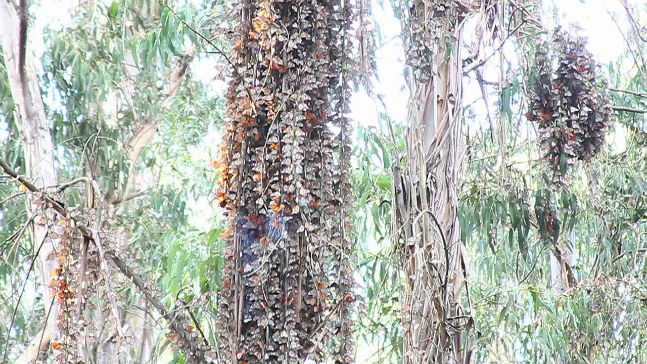 las mariposas monarca se reúnen alrededor de un árbol en un bosque