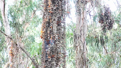 monarch butterflies gather around a tree in a forest