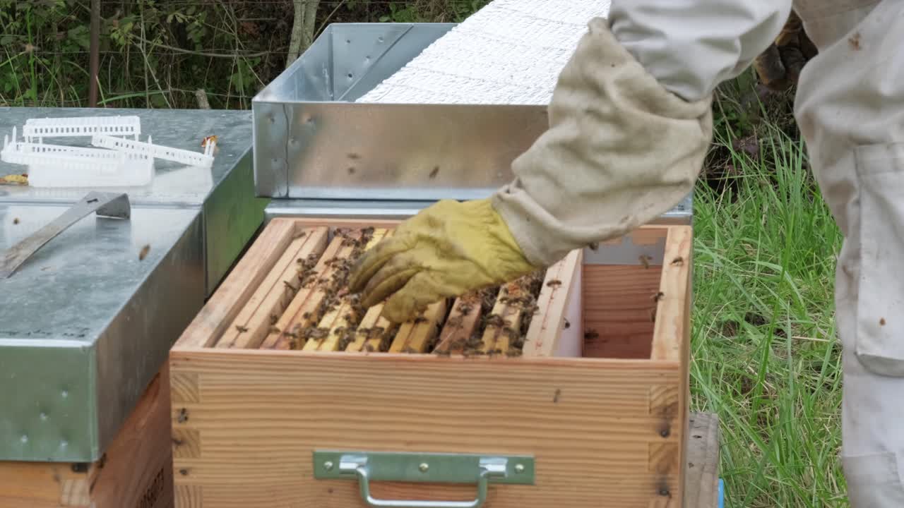 Beekeeper on apiary. Beekeeper is working with bees and beehives on the apiary