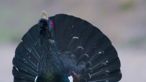 Male-western-capercaillie-roost-on-lek-site-in-lekking-season-close-up-in-pine-forest-morning-light