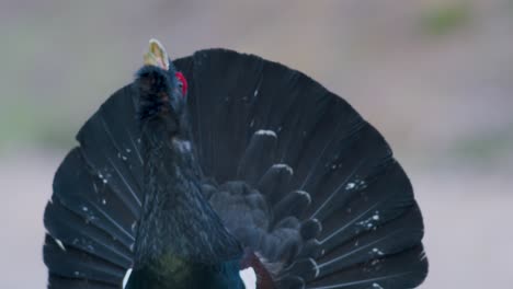 el macho de capercaillie occidental se alojó en el sitio de lek en la temporada de lekking cerca en la luz matutina del bosque de pinos