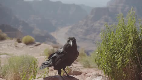 Crow-in-the-Grand-Canyon-taking-off-for-flight-in-5x-Slow-motion