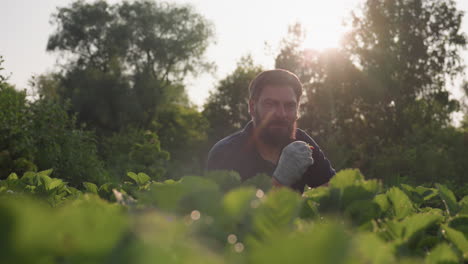 bearded gardener squatting in green strawberry patch under warm sunlight, plucking ripe berry and savoring sweet flavor with gloves, gentle backlight glow in tranquil organic rural garden