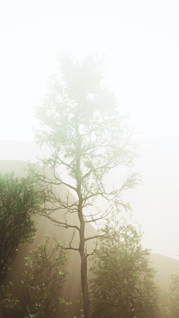 안개 가 가득 한 산 숲 의 장면