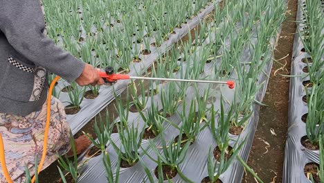 mujer vietnamita fertilizando o regando plantas de frijoles largos