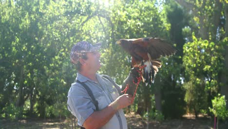 falcon eagle perching on mans hand