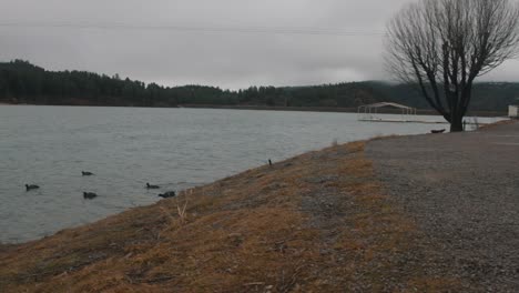 group of ducks jumping into water and swiming