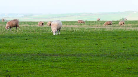 sheep peacefully grazing in a lush field