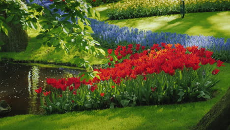 Rote-Tulpen-Und-Lila-Blumen-In-Der-Nähe-Eines-Kleinen-Teiches