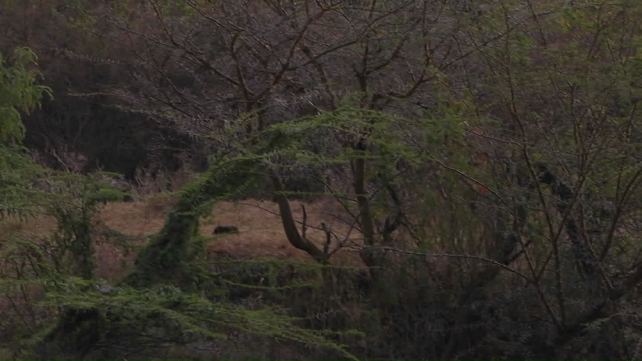 Un uomo corre attraverso un'area boschiva