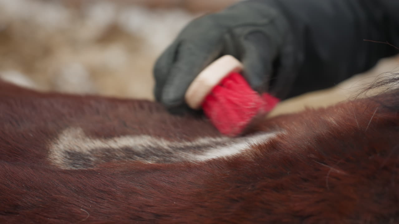 proceso detallado de examen de piel de caballo, análisis exhaustivo de la salud epidérmica equina, evaluación completa que enfatiza las características distintivas de la piel equina y las posibles preocupaciones dermatológicas