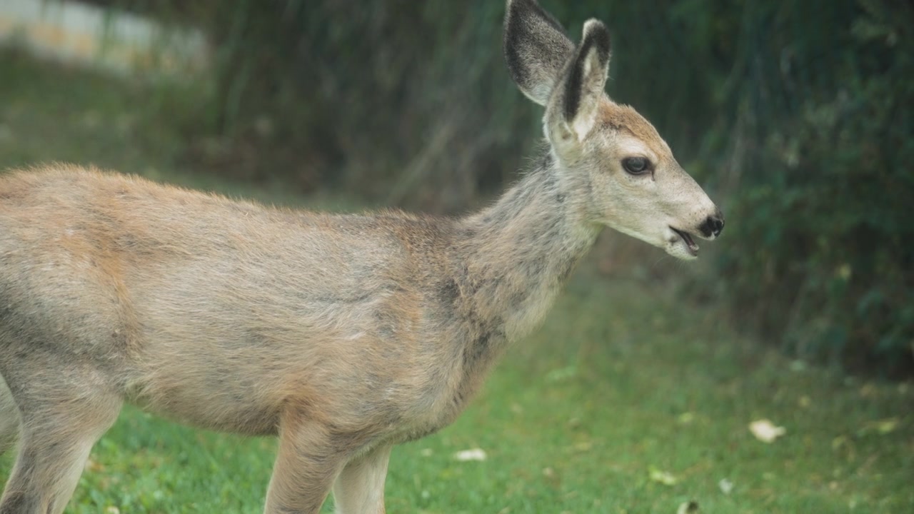 Giovane capriolo selvatico che pascola nel campo
