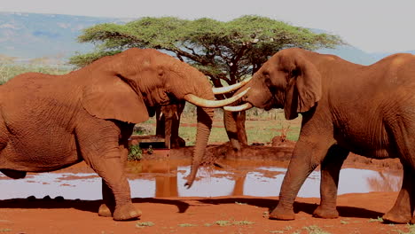 a small group of elephants, loxodonta africana wrestle