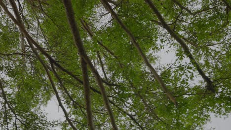 A-perspective-of-tree-branches-from-the-ground-during-the-day