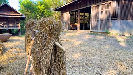 rice bundles drying outside a wooden barn