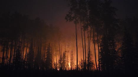 Wildfire-flames-illuminate-tall-pine-trees-forest-with-red-orange-glow-at-night