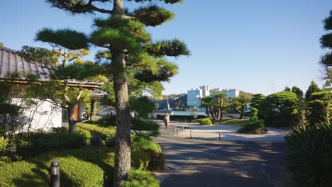 Japanese-Pine-Garden-on-Beautiful-Sunny-Day-on-Coast-of-Japan,-Toba,-Mie