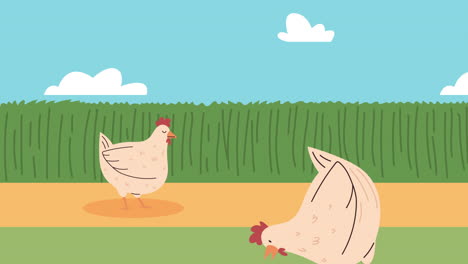 two hens in the camp