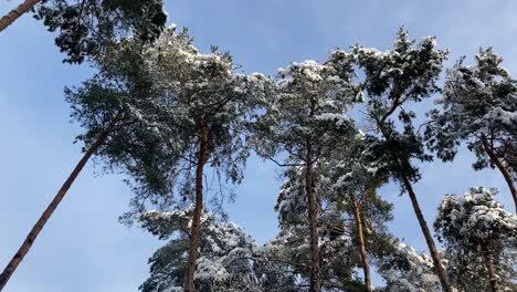 pine treetops covered with snow on sunny winter day, low angle shot