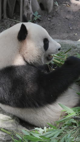 a close up of a panda eating in vertical