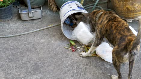 homeless, thin and hungry dog rummages in a garbage can on the street. asia, thailand