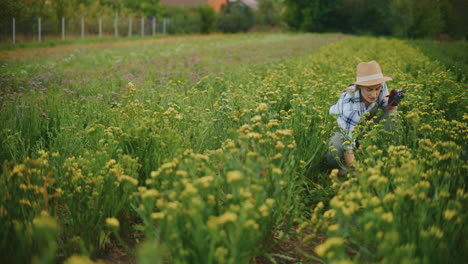 woman gardening in a field of yellow flowers