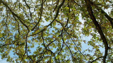 hand held extreme low angle worms eye view shot of green and partly golden leaves on trees agains blue and sunny sky in south african forest