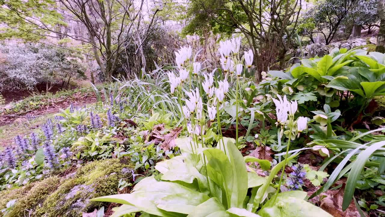 스타 도데카테온 봄, 부네 nc