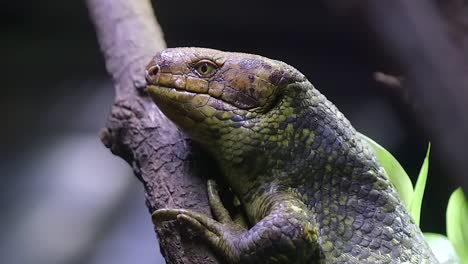 a monkey-tailed skink clinging onto a tree branch in the zoo - half body closeup shot