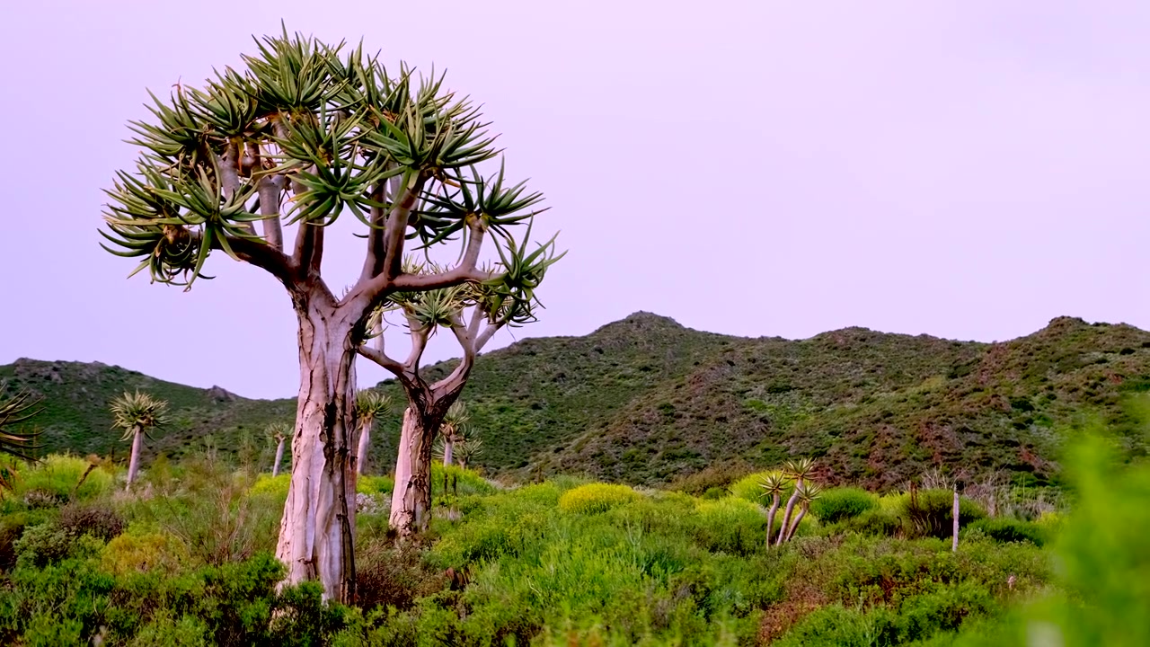 Alberi faretra di aloe indigeni resistenti alla siccità in paesaggio semi-desertico, slider