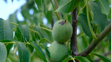 Primer-Plano-Del-árbol-De-Nueces-Crudas