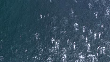 Top-down-view-of-thousands-of-Common-Dolphin-in-Mega-Pod-during-a-stampede-off-the-Orange-County-coastline-in-California