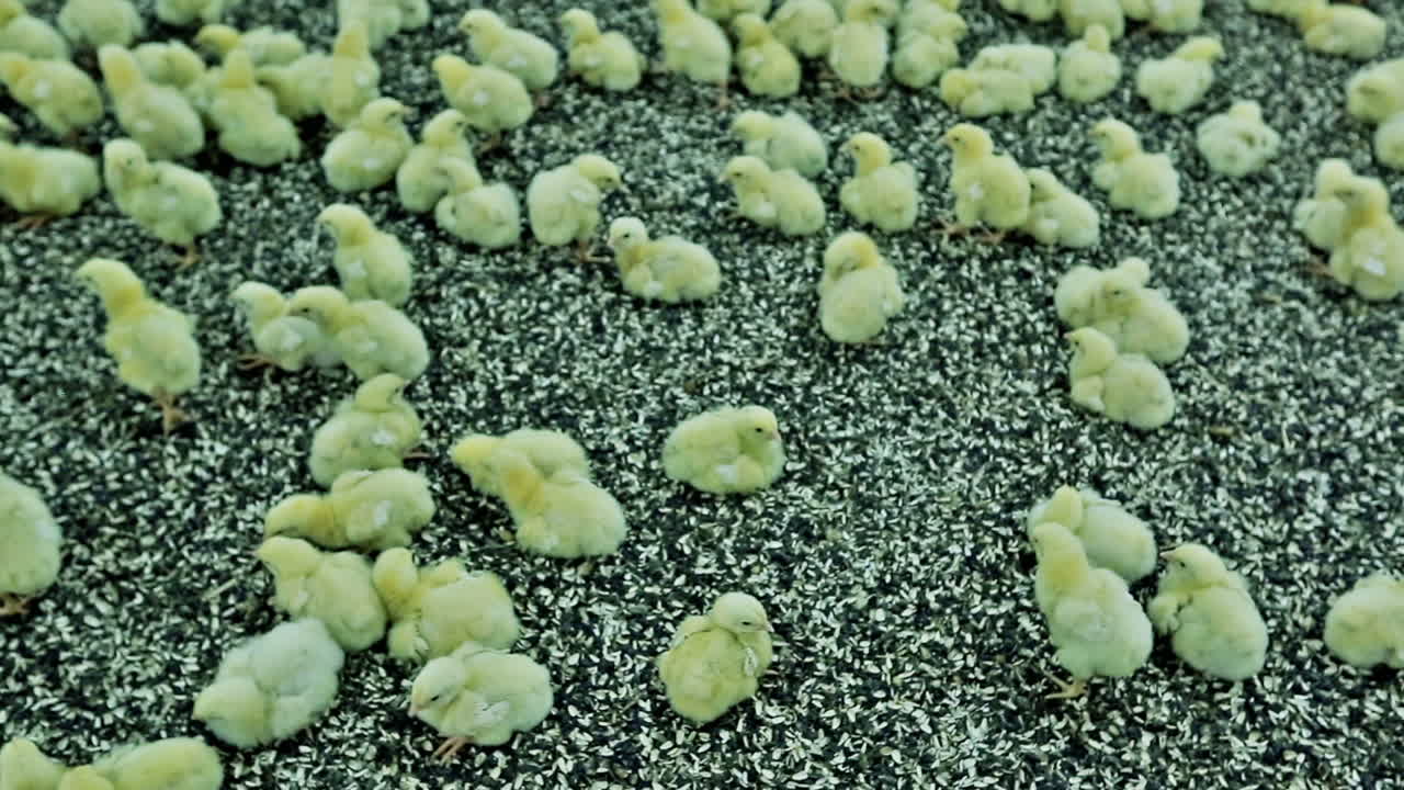 View of baby chicken in big poultry farm