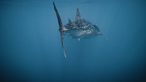 whale shark with jagged ripped tail fin swims at water surface in slow motion