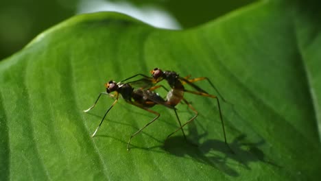dos escarabajos apareándose en hojas en el jardín