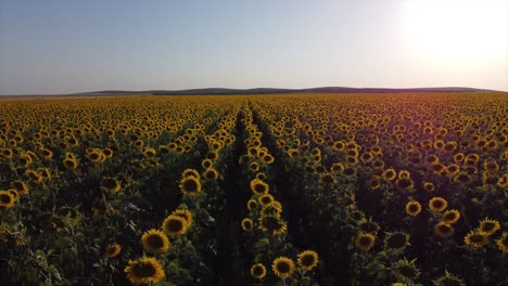 low flyover of a vast field of sunflowers that are shaking in the wind during golden hour