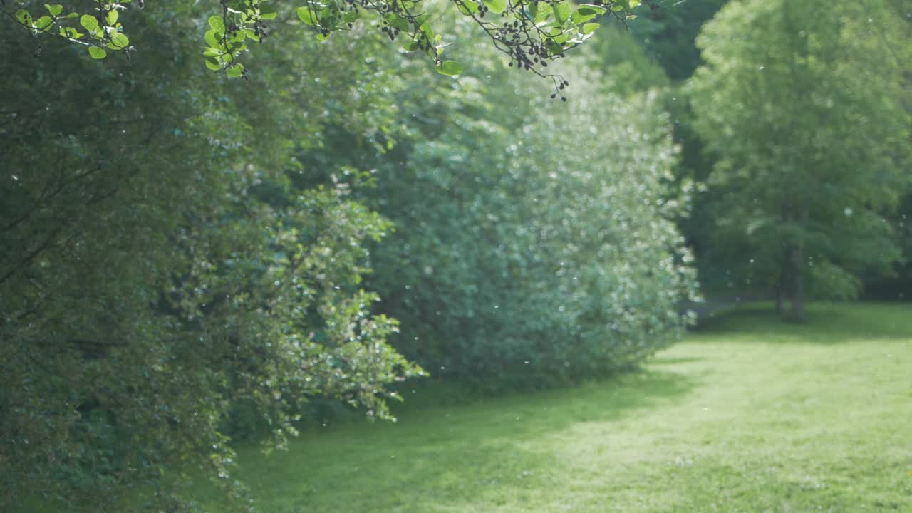 바람에 씨앗이 날리다 아름다운 봄 풍경