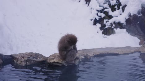 Aguas-Termales-Jigokudani-Onsen,-Macacos-Japoneses-Sentados-Junto-Al-Agua-Caliente,-Nagano