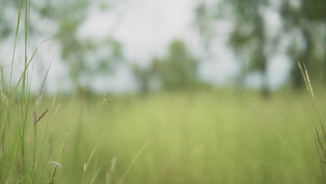 Ein-Niedriger-Winkelbodenschuss-Von-üppigem-Grünem-Gras-Auf-Einem-Feld,-Das-Sich-Nach-Oben-Neigt,-Um-Die-Natürliche-Umgebende-Landschaft-Und-Die-Grauen-Bewölkten-Wolken-Darüber-Zu-Etablieren,-Indien