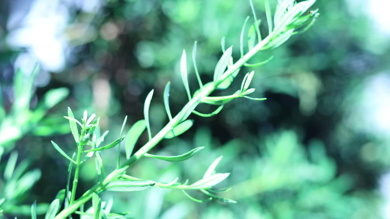 바람에 부드럽게 흔들리는 초록색 식물