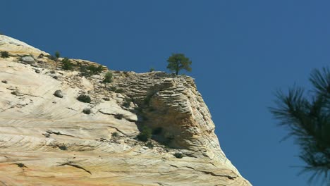 Tree-At-Limestone-Clifftop-In-Zion-National-Park-Geological-Reserve