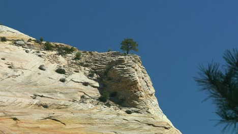 tree at limestone clifftop in zion national park geological reserve