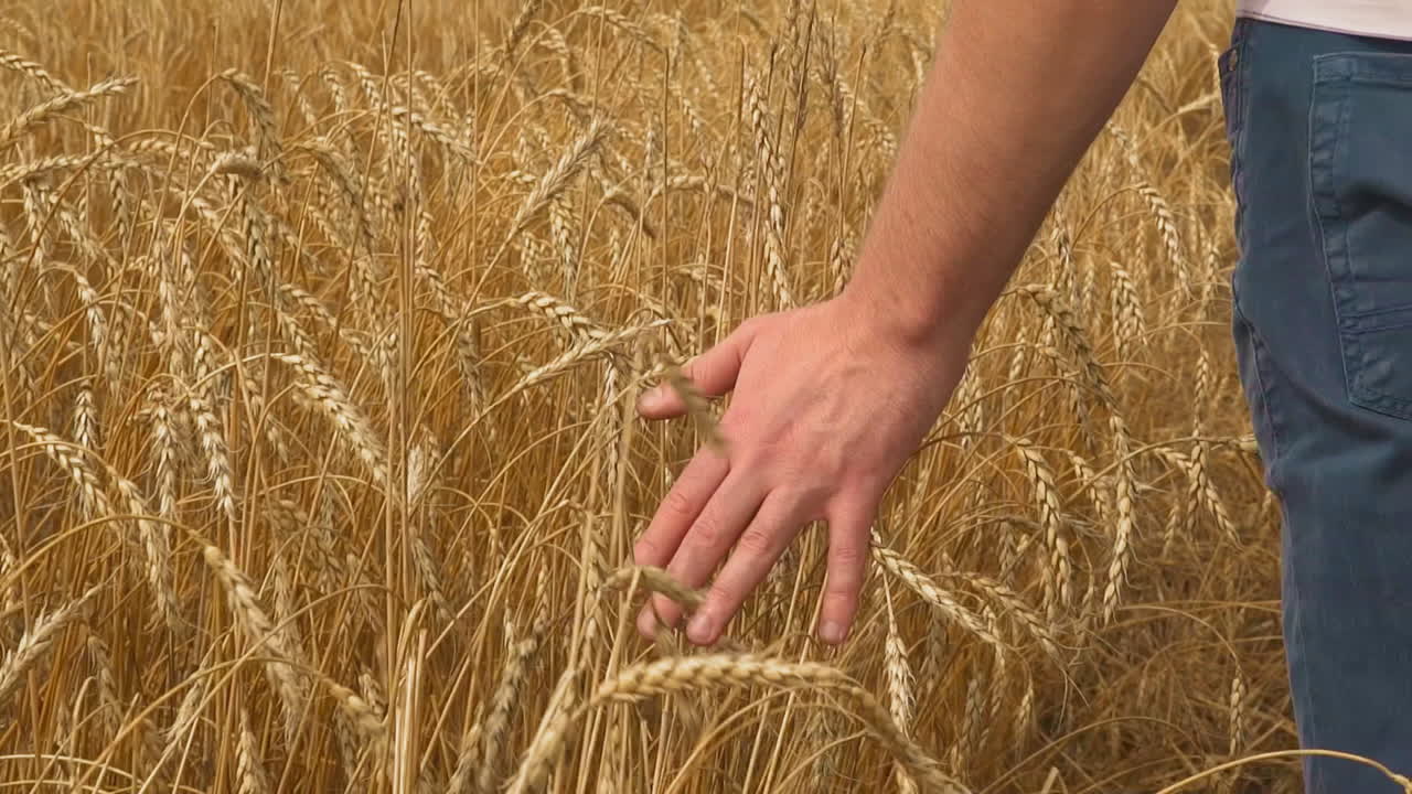Man hand touches ripe rye spikes walking across farm field