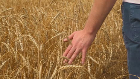 man hand touches ripe rye spikes walking across farm field