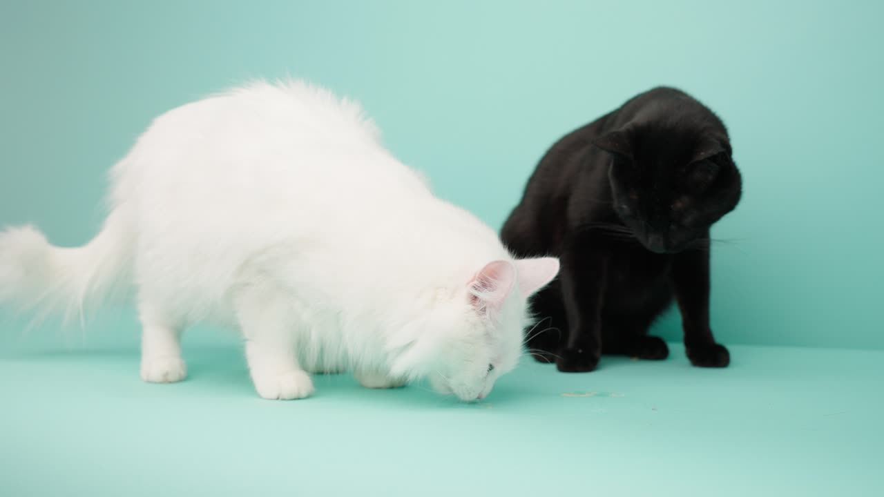 Two cats eating together on turquoise background